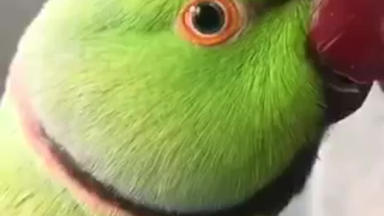 Funny animals/ parrot 🦜 screaming very cute