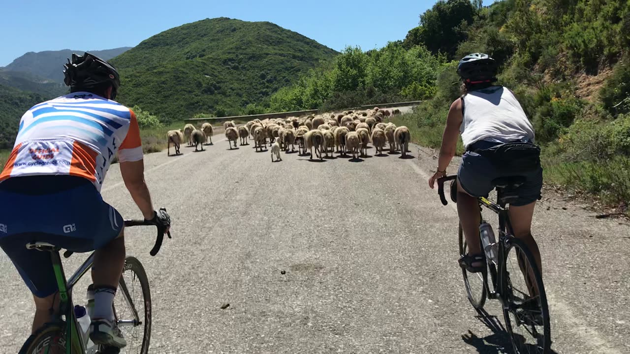 Crete Sheep