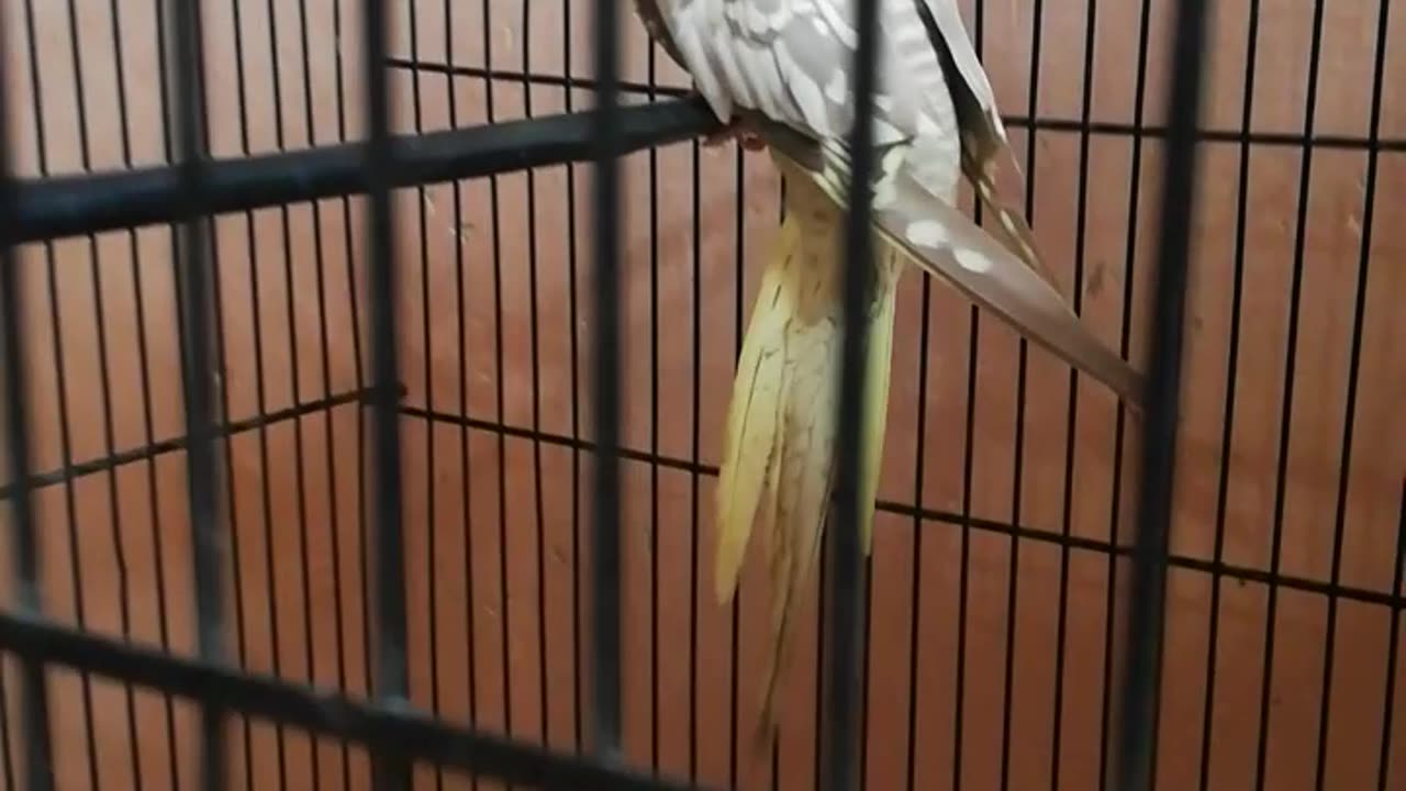 Cocktail Bird trying to escape