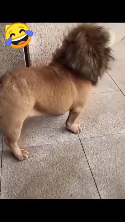 Furry Butt Haz Lion Mane