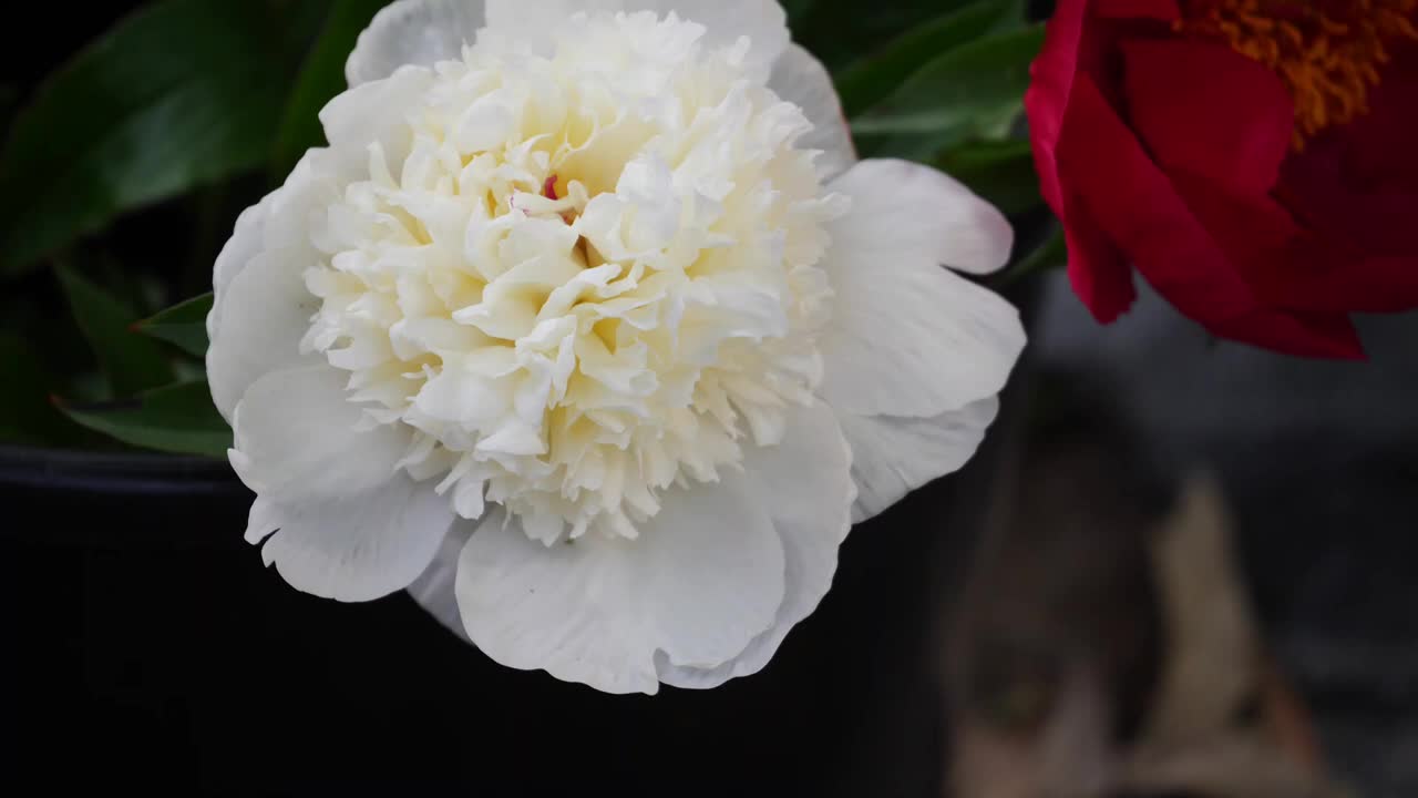 FULL PEONY TOUR: Peony Garden Tour