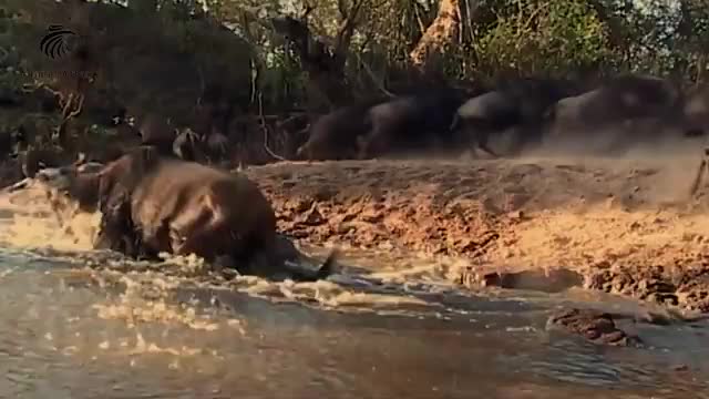 What is the Nile crocodile capable of Africa's most dangerous predator!_Cut.mp4