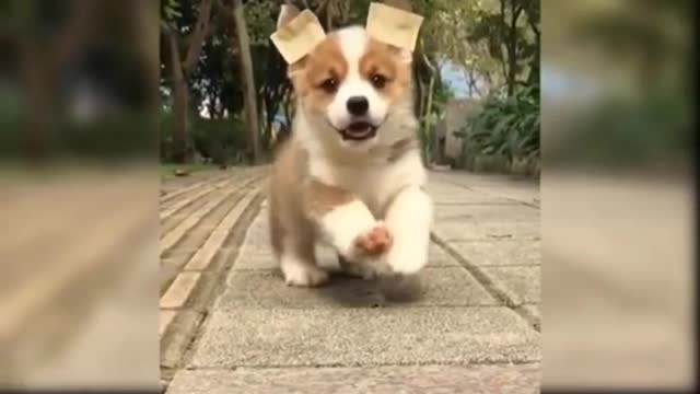 Running puppy l l