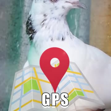 #viral#video#kabutar#amazing#facts