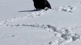 1yr Rott cant get enough snow