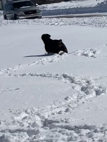 1yr Rott cant get enough snow