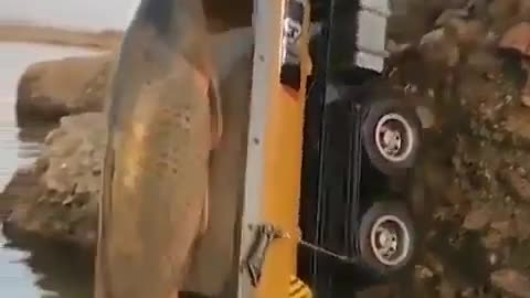 This is a beautiful and charming water-dwelling species