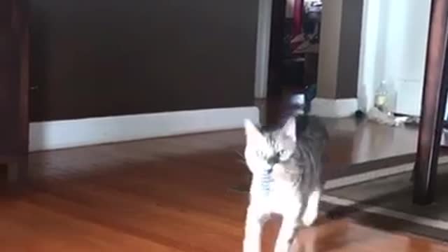 Grey cat plays fetch with purple slinky