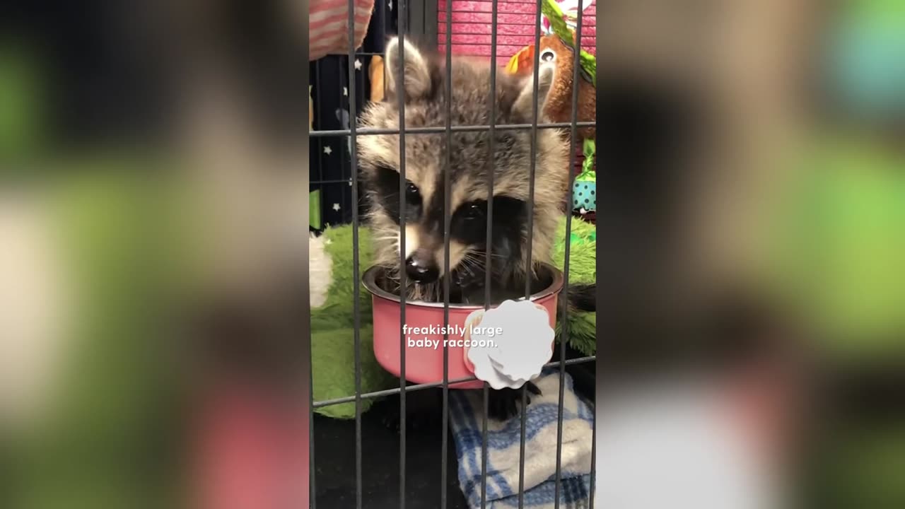 Cute Racoon Baby Finds its Best Friend😄✨