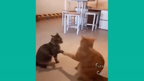 Funny Cats