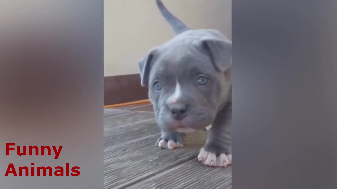 The Little Terminator