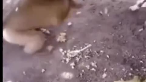 Dog with monkey funny fight 🤣🤣🤣🤣🤣🤣🤣🤣🤣😂