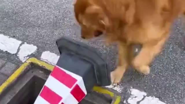 Cool Easy Dog Tricks To Teach Your Dog Impressive Dog Tricks 2022 video