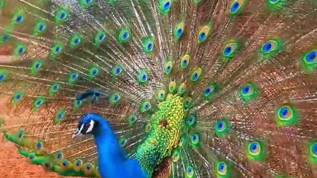 peacock fanning out its tail in a splash of colours