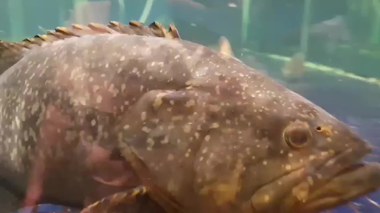 Big fish and sharks in Vietnam tank