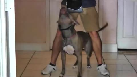 A young boy and his Doberman outperforms professional dog trainers!