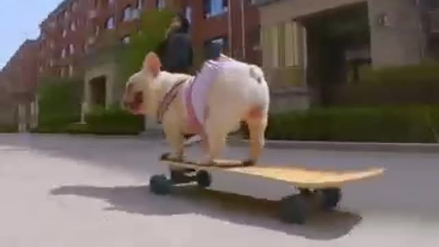 Skatedog 21