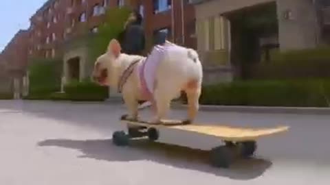 Skatedog 21