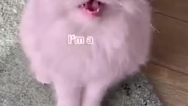 Ang pusa