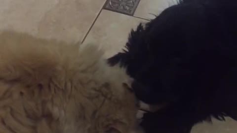 Battle Dog vs Cat