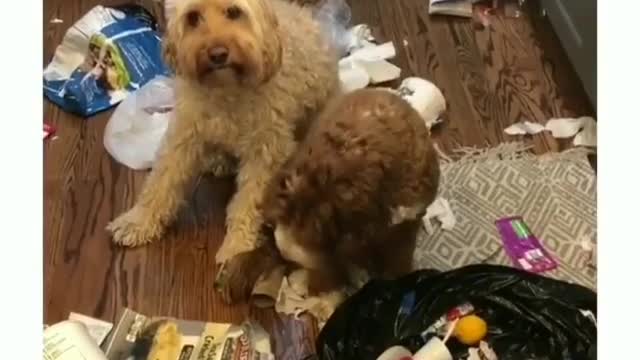 Best Funny Animal Videos 2022 😺 Funny Dog Videos 2022 😁 Funniest Dog Videos 😁😇