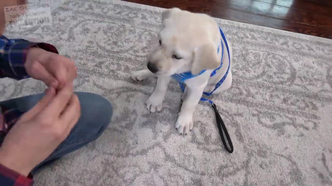 How to Train your Puppy to Stop Biting