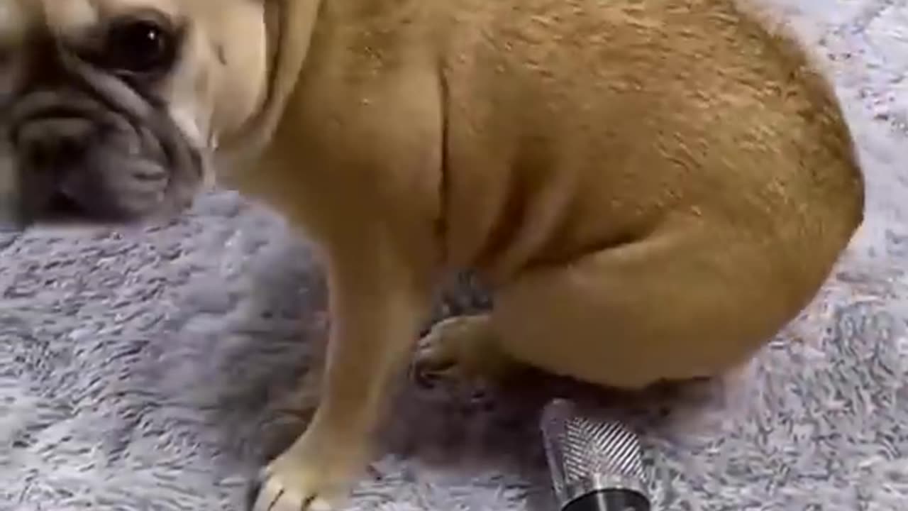 Funny animal video