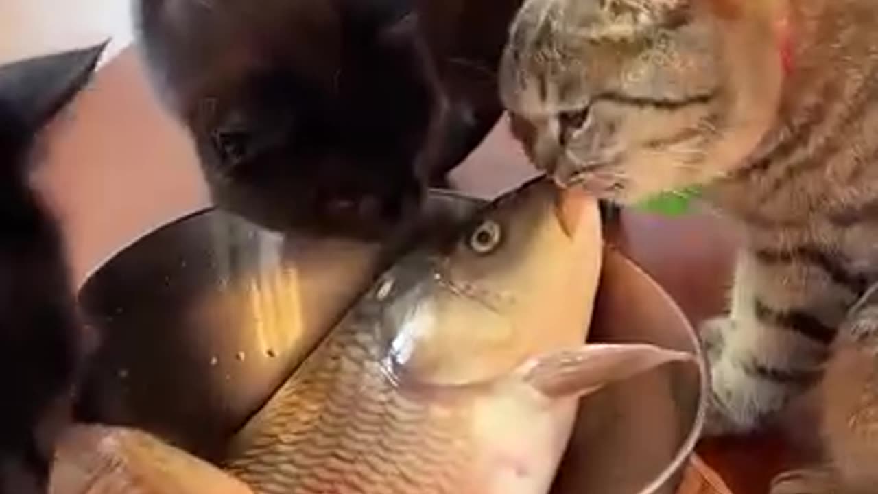 Cats and the fish