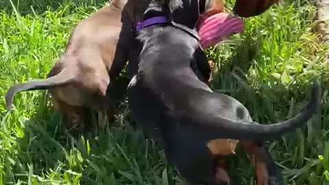 FUNNY DOGS