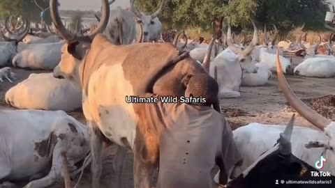 mundari tribe boy stumulating cow bladder for urine ritual africa pride