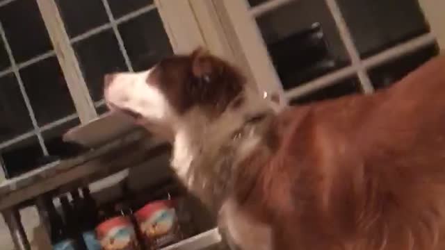 Girl black shirt spills dog treats on floor