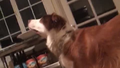 Girl black shirt spills dog treats on floor