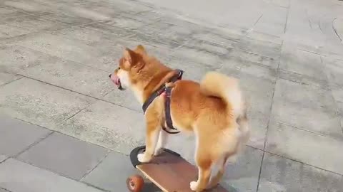 SkateDog 18