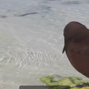 Top 5 Interesting Facts About Grenada