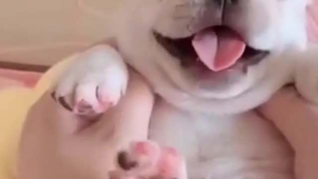 Cute Puppy moments