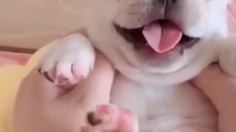 Cute Puppy moments