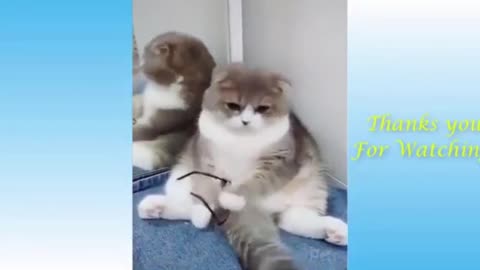 Cute Cats And Funny Dogs Videos Compilation