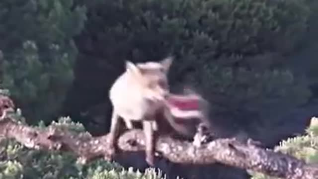 Wildlife struggle existence 6 - steal eagle foodd