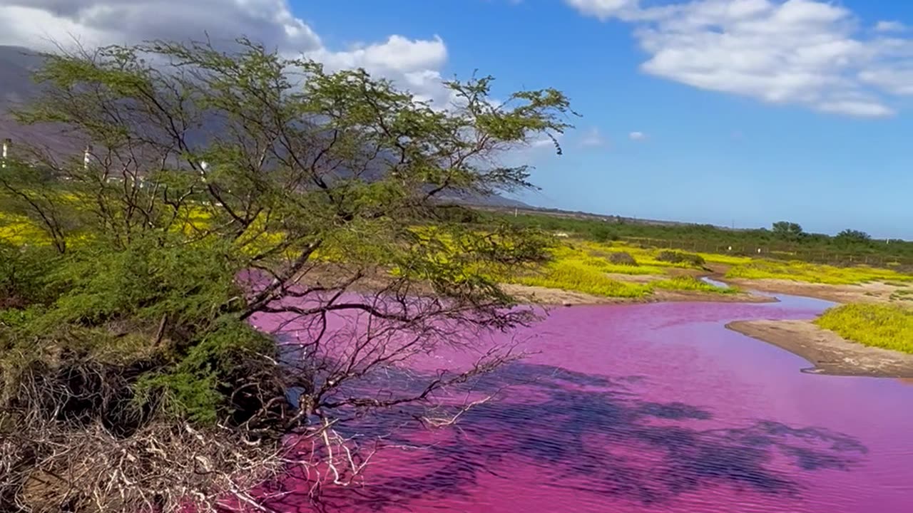 Pretty Pink Pond