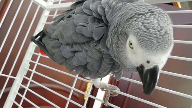 Cute parrot video 🤗