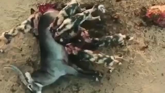 Wild Dogs attacking a deer