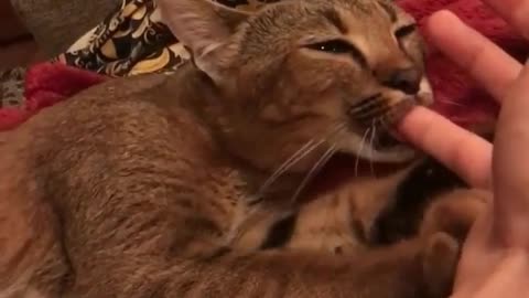 New little kitten hisses at me