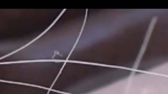 Morgie gets startled by dogs.