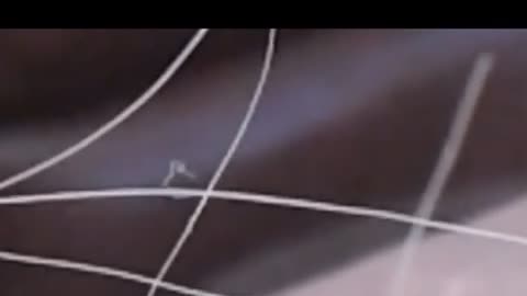 Morgie gets startled by dogs.