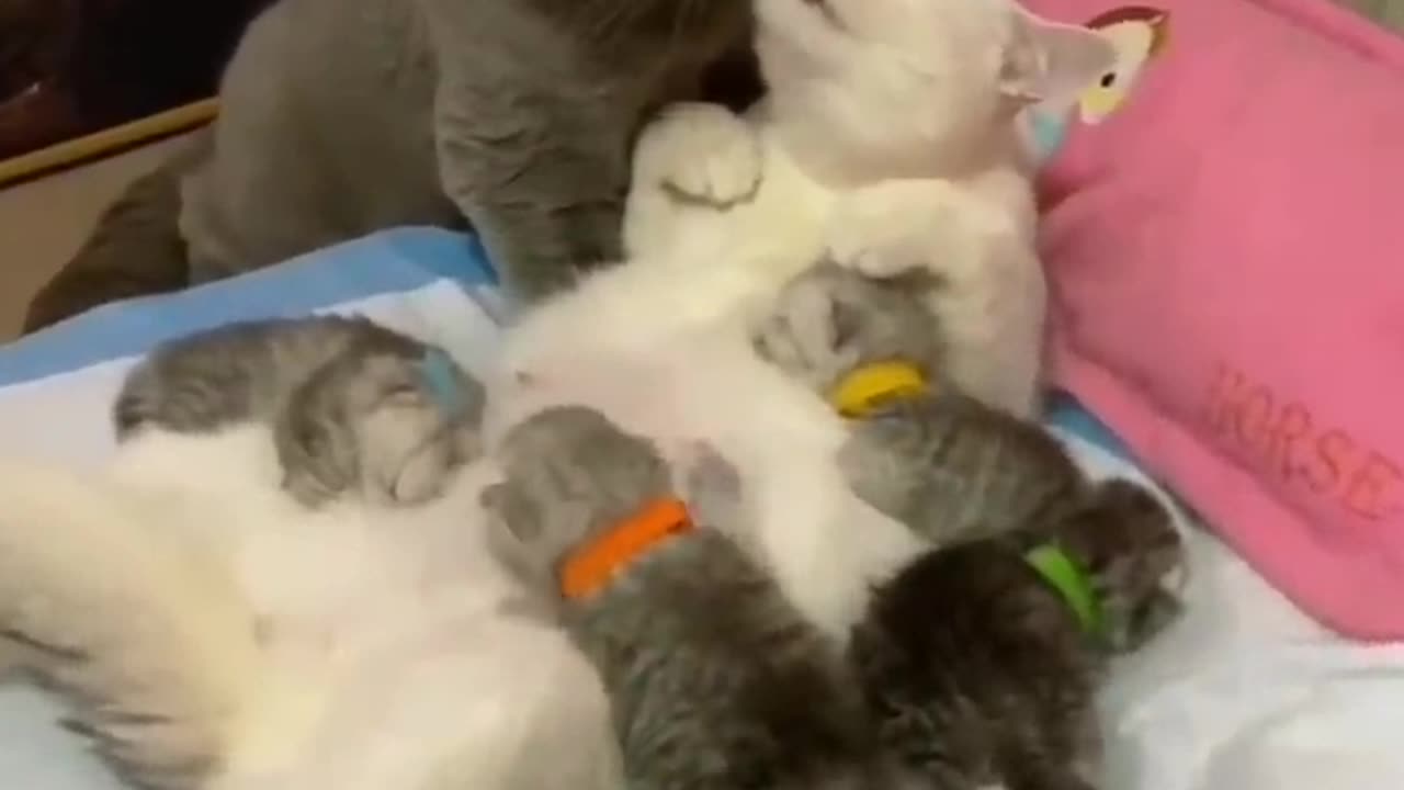 Love between cats 😻🤩