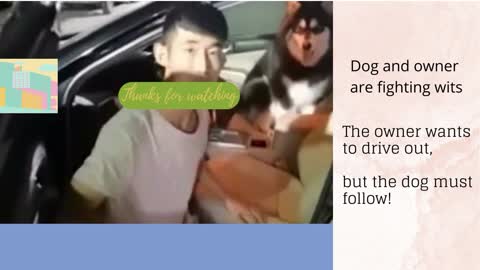 Dog and owner fight wits to get in the car!
