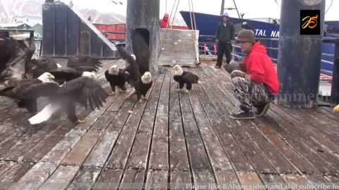 Yet unseen shot of FRIENDLY EAGLE'S being fed by a man on a ship