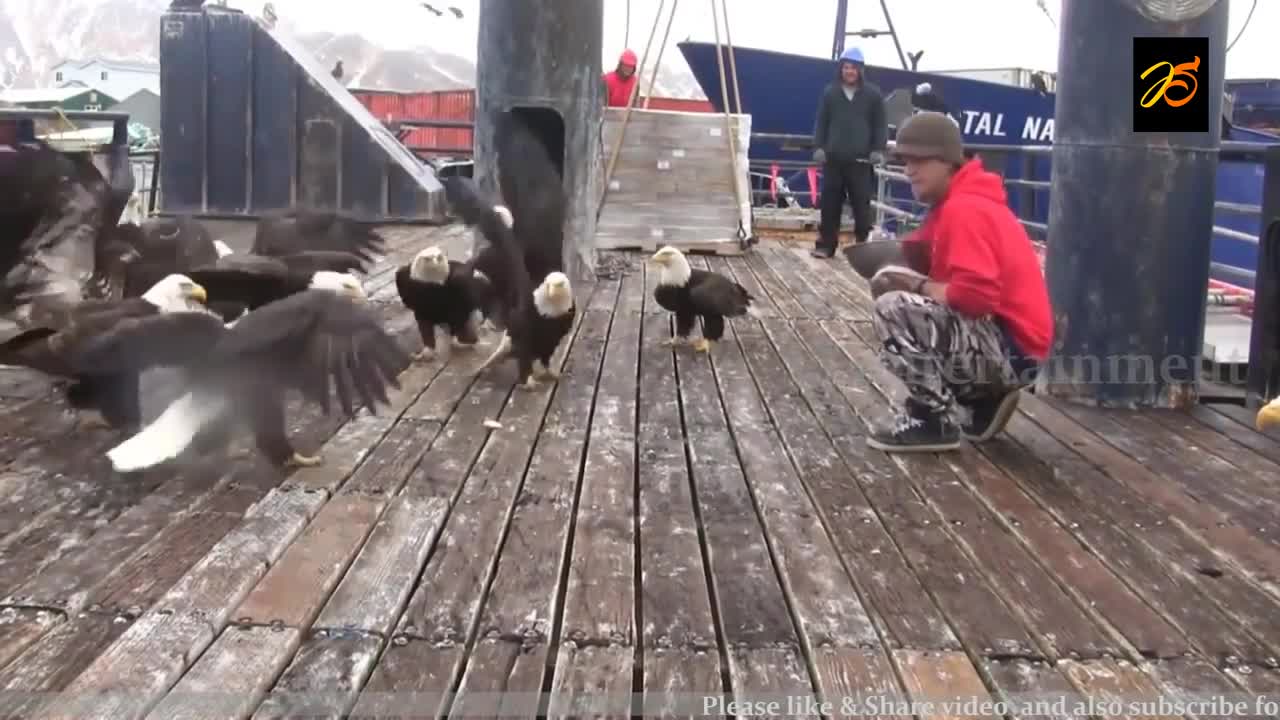 Yet unseen shot of FRIENDLY EAGLE'S being fed by a man on a ship