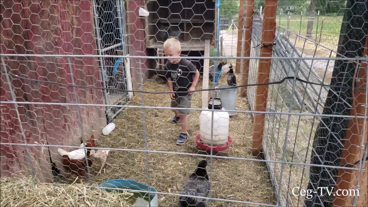 Graham Family Farm: Farm Animal Fun