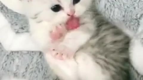 Cute cat❤️